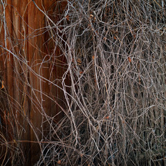 chaotic and messy thicke