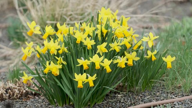 Narcissus cyclamineus 'Jetfire' - Alpenveilchen-Narzisse