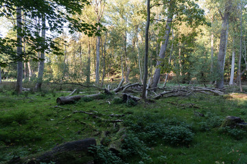 Wald im Sommer mit Lichtschimmer und Holz im Gras
