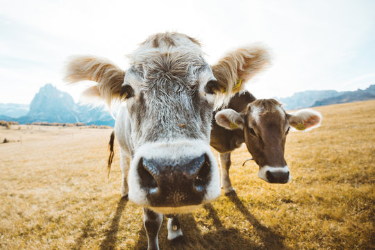 Funny cows staring into camera
