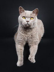 Fototapeta na wymiar Adult solid lilac British Shorthair cat laying down with paws hanging down over edge, looking at lens with yellow eyes. Isolated on black background.