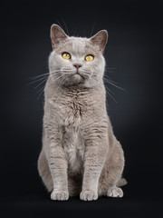 Adult solid lilac British Shorthair cat sitting up facing front, looking  above lens with yellow eyes. Isolated on black background.