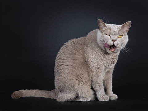 Adult Solid Lilac British Shorthair Cat Sitting Up Side Ways, Looking Above Lens With Yellow Eyes While Licking Mouth. Isolated On Black Background.