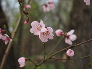 Fototapeta na wymiar fiori rosa, ramo con fiori rosa