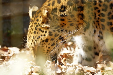 アムールヒョウ