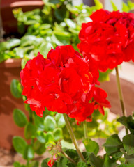 Scarlet geranium flowers in spring.