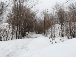 Russian winter landscape. Trees in a snowcovered forest with hills, glades and a path