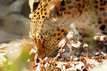 アムールヒョウ