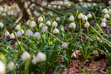 Close up image of fresh white and yellow spring snowflake