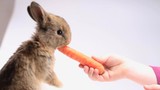 girl feeds the rabbit carrot