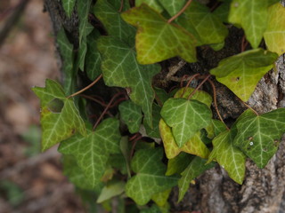 edera sul tronco, edera rampicante, rampicante