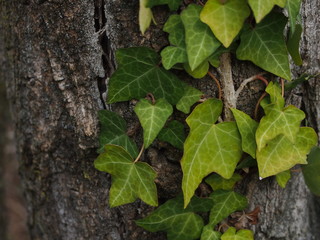 edera sul tronco, edera rampicante, rampicante