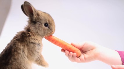 girl feeds the rabbit carrot
