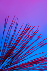 Obraz premium Tropical branch dry pink blue purple red leaves background coral abstract palm grass weed grassy plastic ultra violet