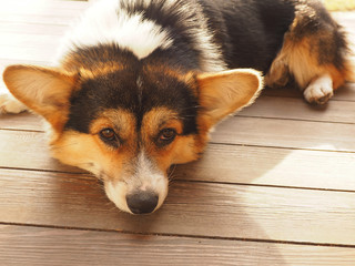 A sad dog of the corgi breed lies on the wooden floor of a veranda on a sunny day..