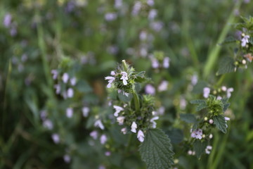 blue flowers in the garden