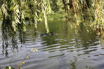 pond with lilies