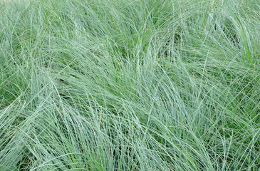 grass with water drop