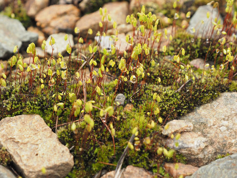 Moss and micro plants in the dew among the stones. macro. copy space. concept of living in spite of difficulties...