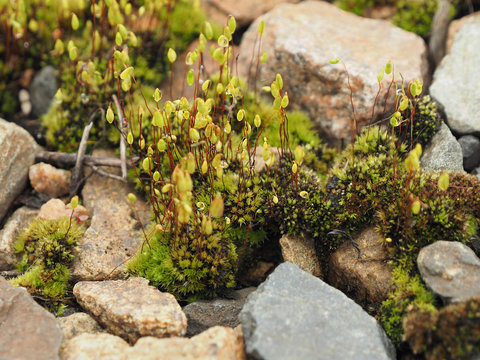 Moss and micro plants in the dew among the stones. macro. copy space. concept of living in spite of difficulties..