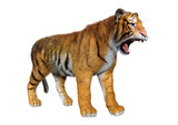 3D Rendering Big Cat Tiger on White