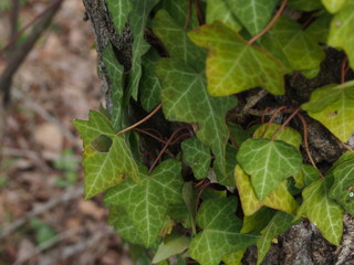 edera sul tronco, edera rampicante, rampicante