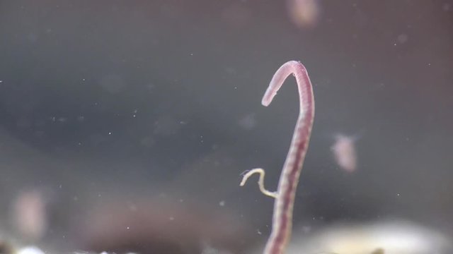 Tubifex, Schlammr&ouml;hrenwurm , Bachr&ouml;hrenwurm