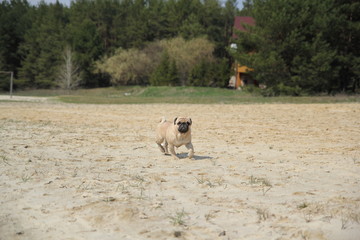 Obraz premium dog in park