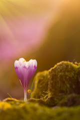 View of close-up magic blooming spring flowers crocus in amazing sunlight