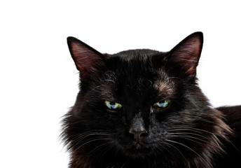 Black cat muzzle with green eyes on white background.
