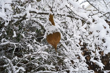 Snow covered trees and branches/ Winter postcard, selective focus