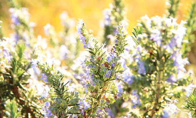 Delicate flowering lavender. Favorite garden.