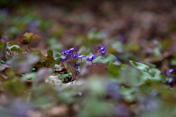 Spring bloom wallpaper. Group of wild flowers in forest on glade glow in sun on yellow and golden background macro. Spring border template floral background. Gentle air amazing magic artistic image.
