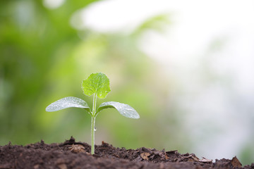 small tree sapling plant planting with dew