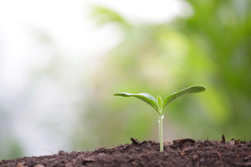 small tree sapling plant planting with dew