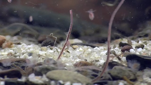 Tubifex, Schlammr&ouml;hrenwurm , Bachr&ouml;hrenwurm