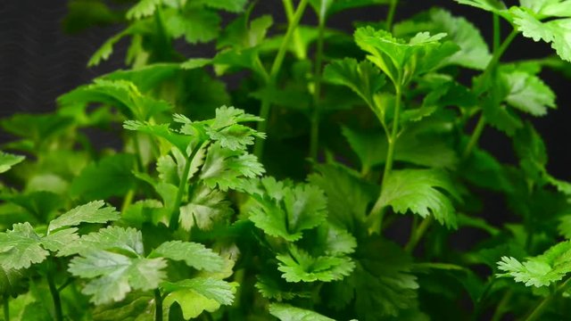 coriander plant on a turn table