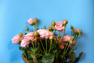flat lay of pink roses isolated on blue background/ floral wallpaper background