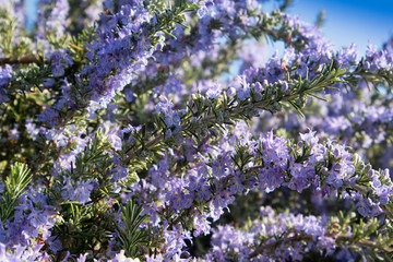 The rosemary plant in bloom