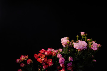 flat lay of pink and red roses isolated on black background/ floral wallpaper background