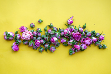 flat lay of dried pink rose buds isolated on yellow background/ floral wallpaper background