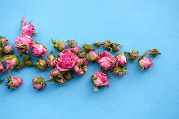 flat lay of dried pink rose buds isolated on bright blue background/ floral wallpaper background