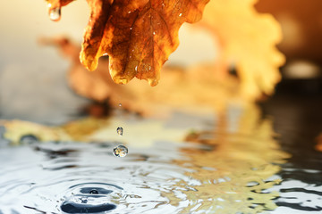 drops of water from the rain drip from the yellow leaf into the water