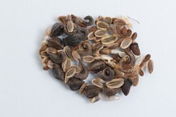 Bienenweidenmischung