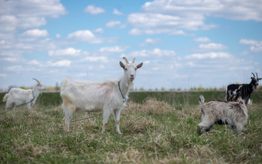 Cute white and brown goat portrait on pasture, countryside farming, beautiful hairy farm beast with bell 