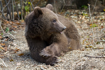Fototapeta premium Ein liegender Bär freigestellt in der Seiteansicht in der rumänischen Bärenauffangstation in Zarnestin 