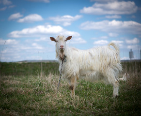 Cute white and brown goat portrait on pasture, countryside farming, beautiful hairy farm beast with bell 