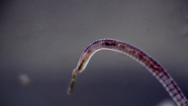 Tubifex, Schlammr&ouml;hrenwurm , Bachr&ouml;hrenwurm