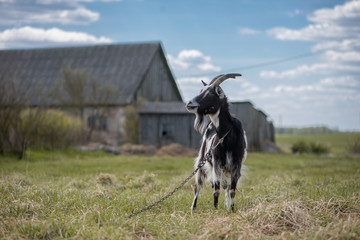Cute white and brown goat portrait on pasture, countryside farming, beautiful hairy farm beast with bell 