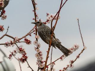 花とヒヨドリ